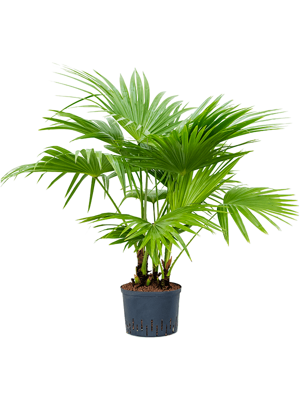 Livistona chinensis (Hydro 120)