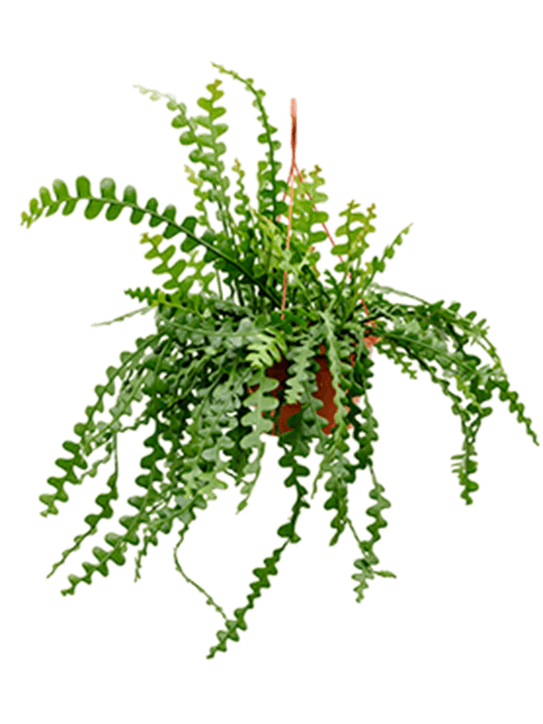 Epiphyllum anguliger (Erde 50)