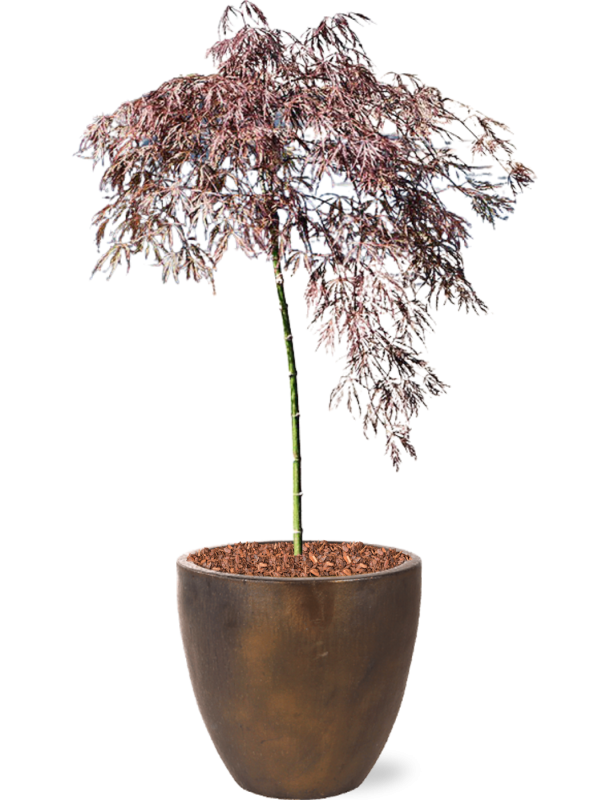 Acer palmatum 'Crimson Queen' (100-140) in Plain (126) inkl. Gefäß
