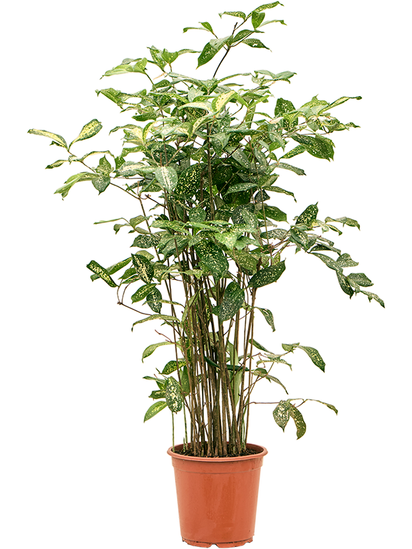 Dracaena godseffiana (90-120) (Erde 115)