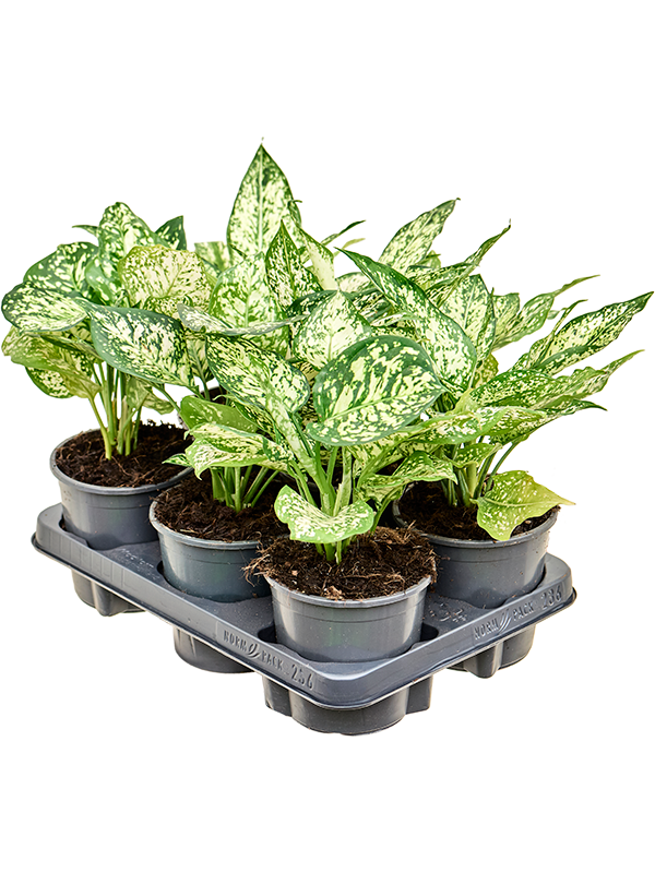 Aglaonema 'White Diamond' 6/tray (Erde 30)
