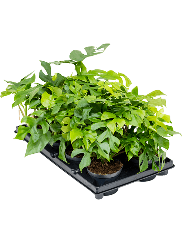 Monstera minima 8/tray (Erde 25)