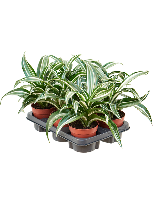 Dracaena fragrans 'Jade Jewel' 6/tray (Erde 25)
