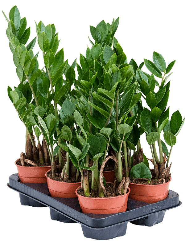 Zamioculcas zamiifolia 6/tray (Erde 50)