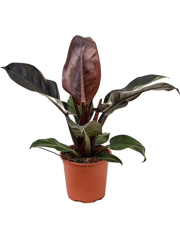 Philodendron `Imperial Red' (Erde 55)