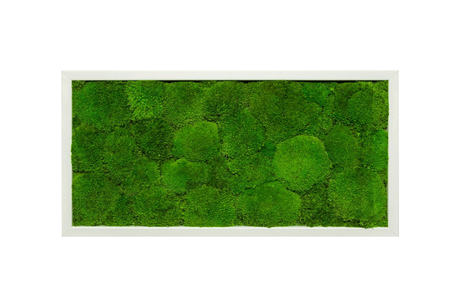 Moosbild im Ball Design mit weißem Rahmen Format 60x30