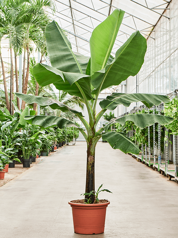 Musa 'Dwarf Cavendish' (Erde 210)
