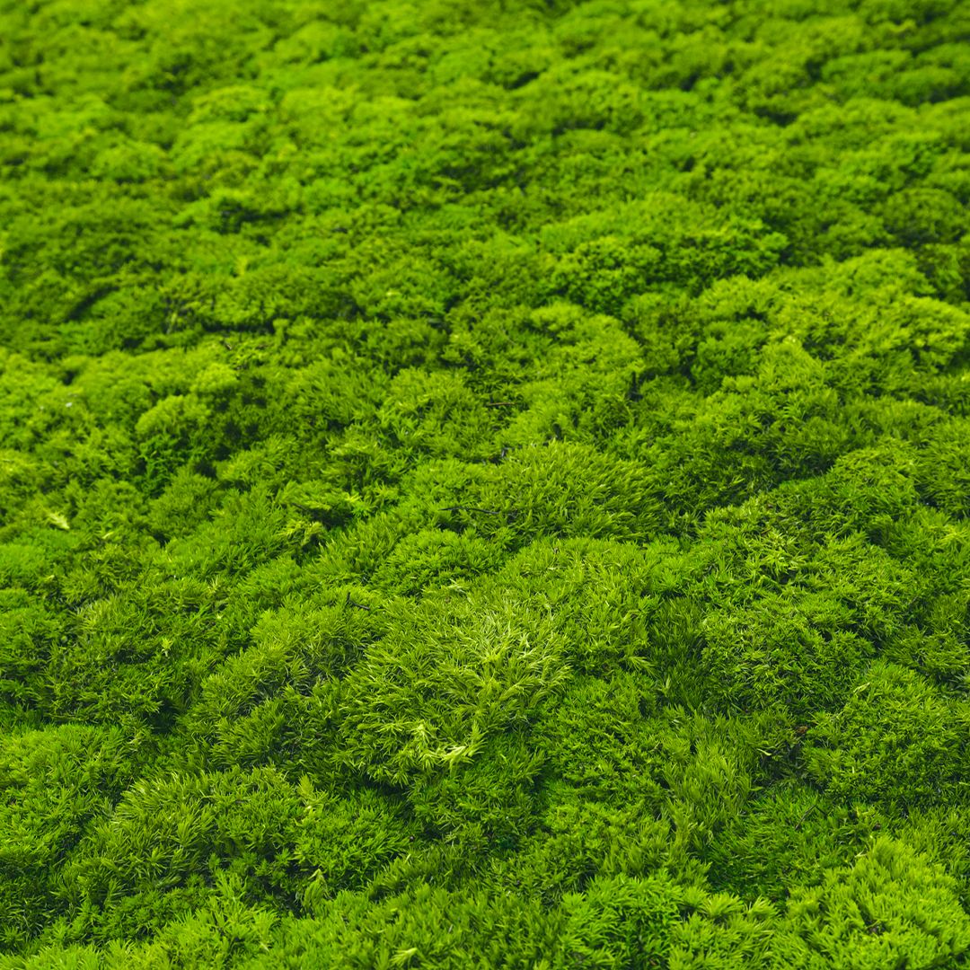 Mooslexikon | Magazin | Moos Design