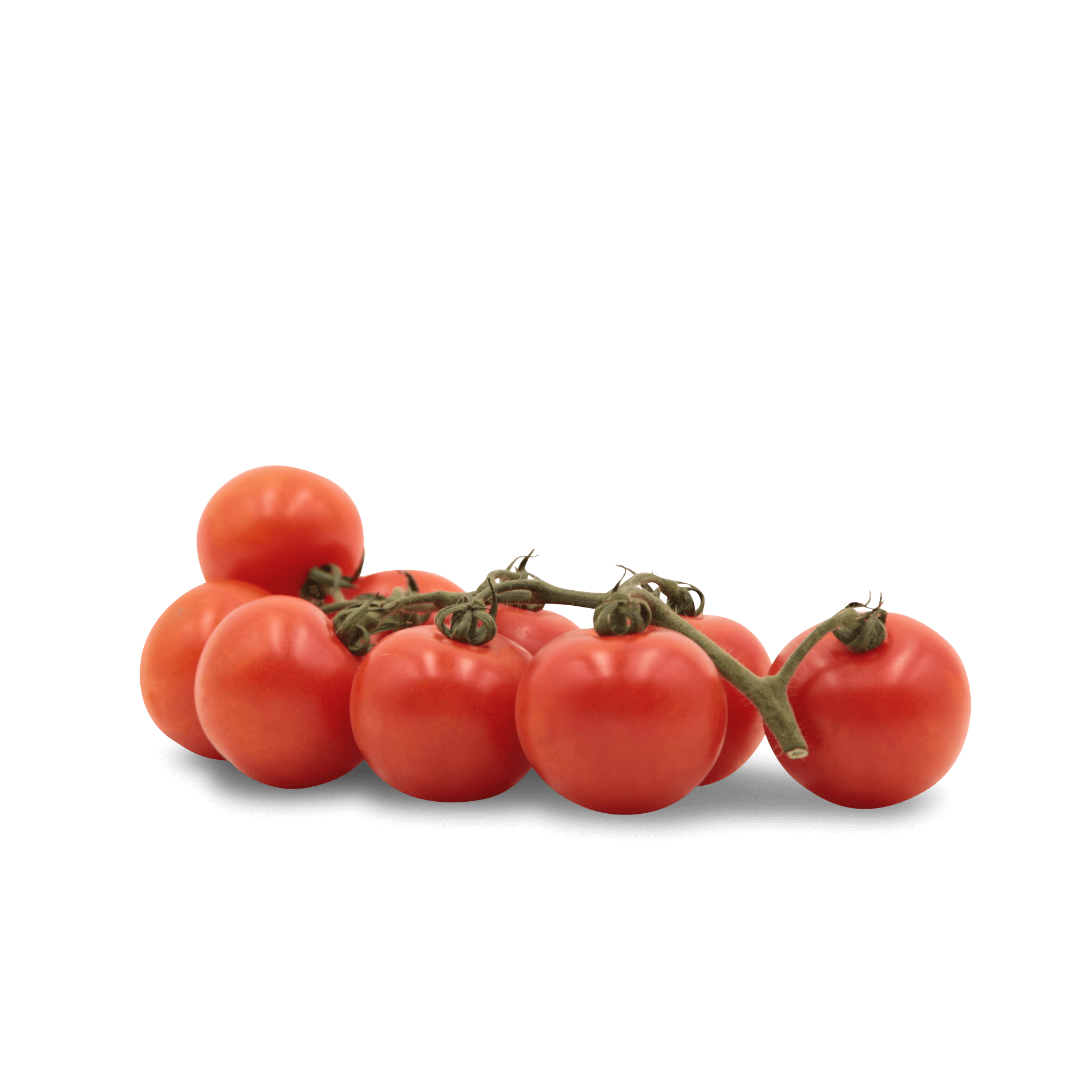 Tomaten 'Vierländer Rote Perle'
