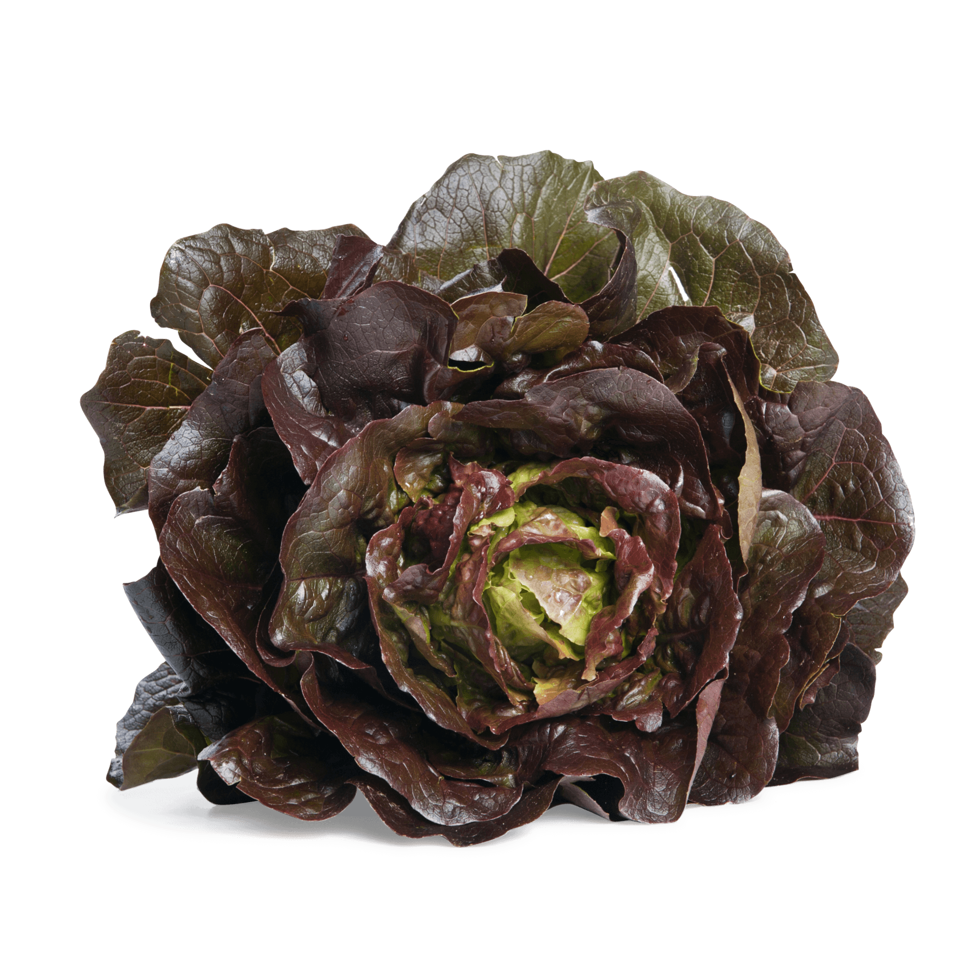 Salat 'Römer rot'