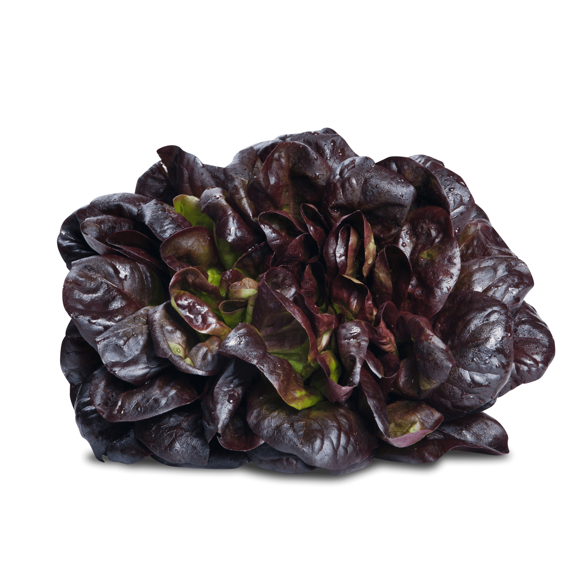Salat 'Salanova rot'