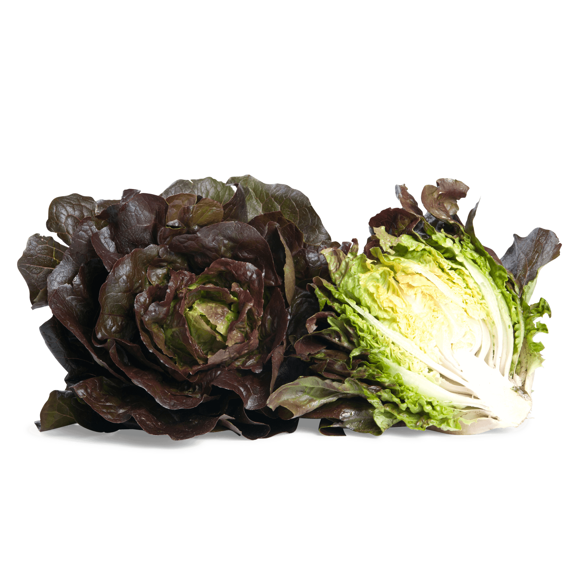 Salat 'Römer rot'
