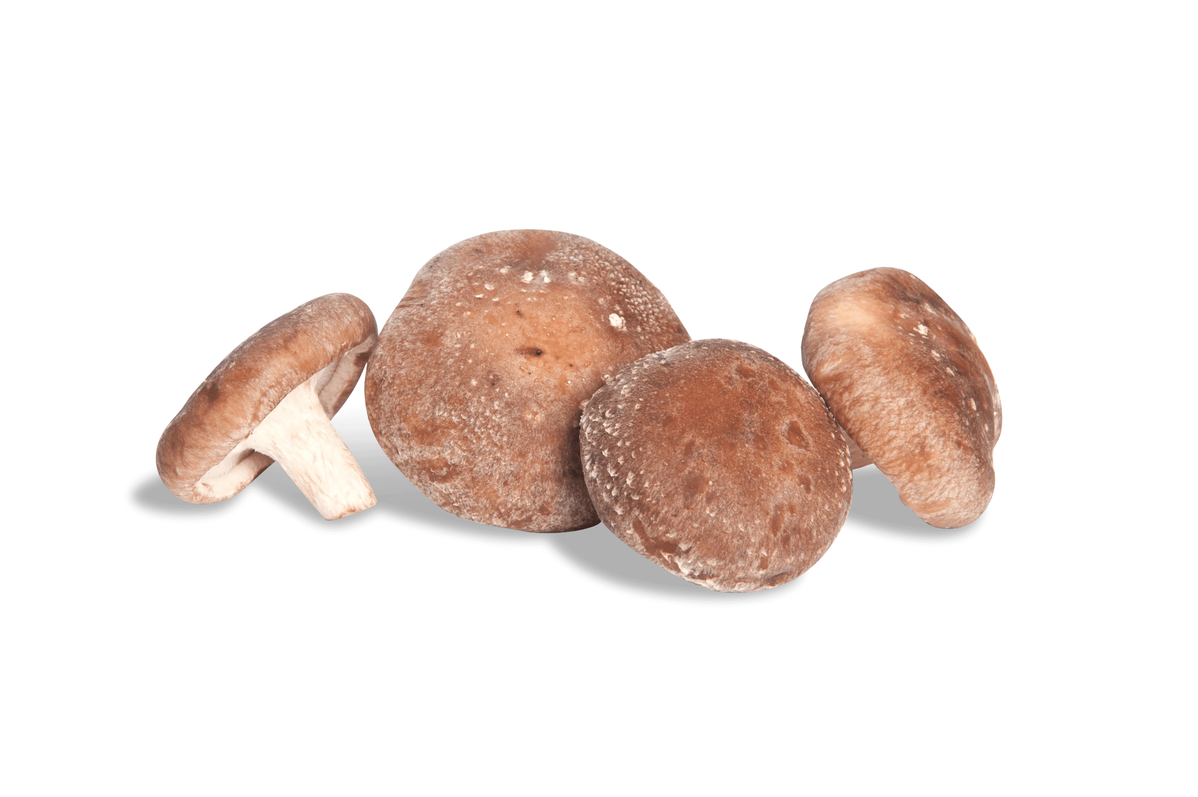 Pilze 'Shiitake'