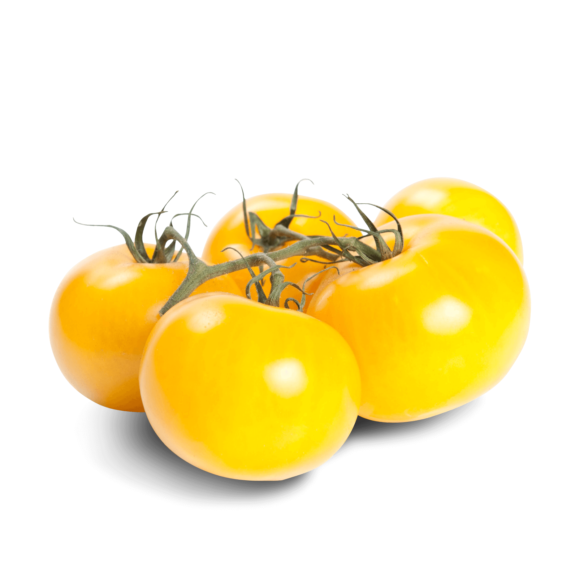Gelbe Tomaten 'am Strauch'