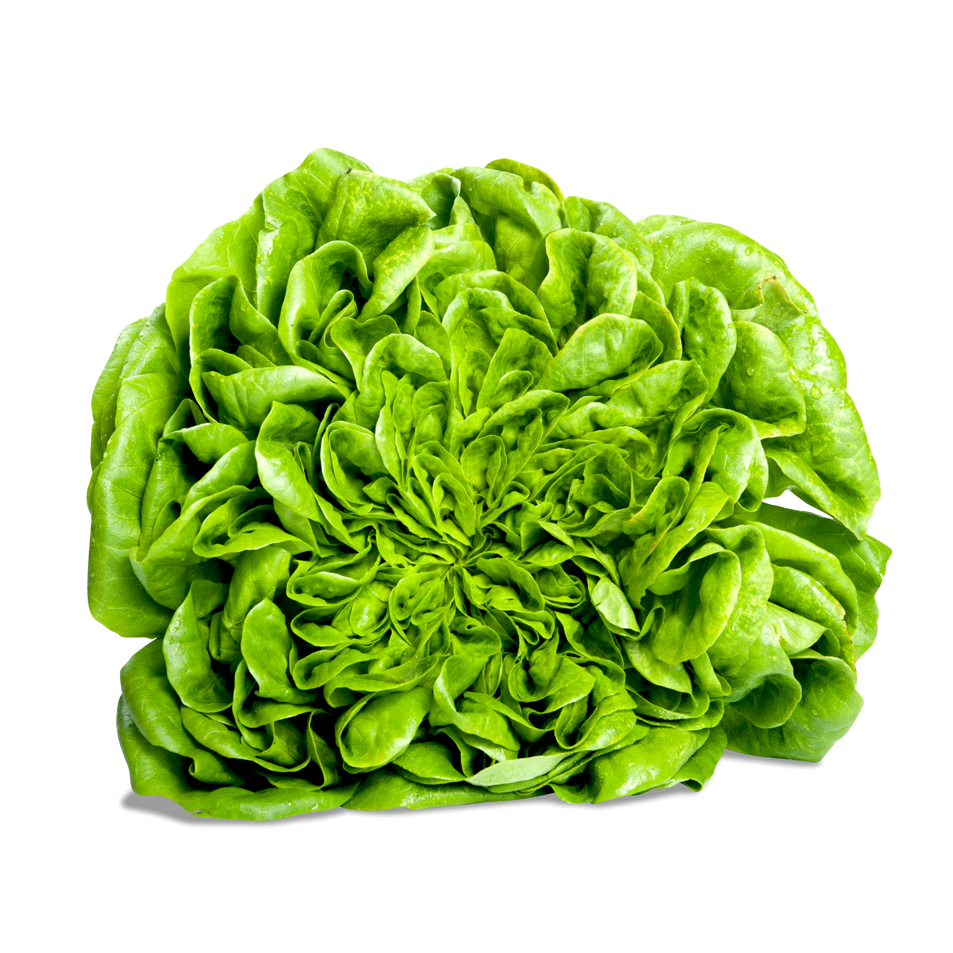 Salat 'Salanova grün'