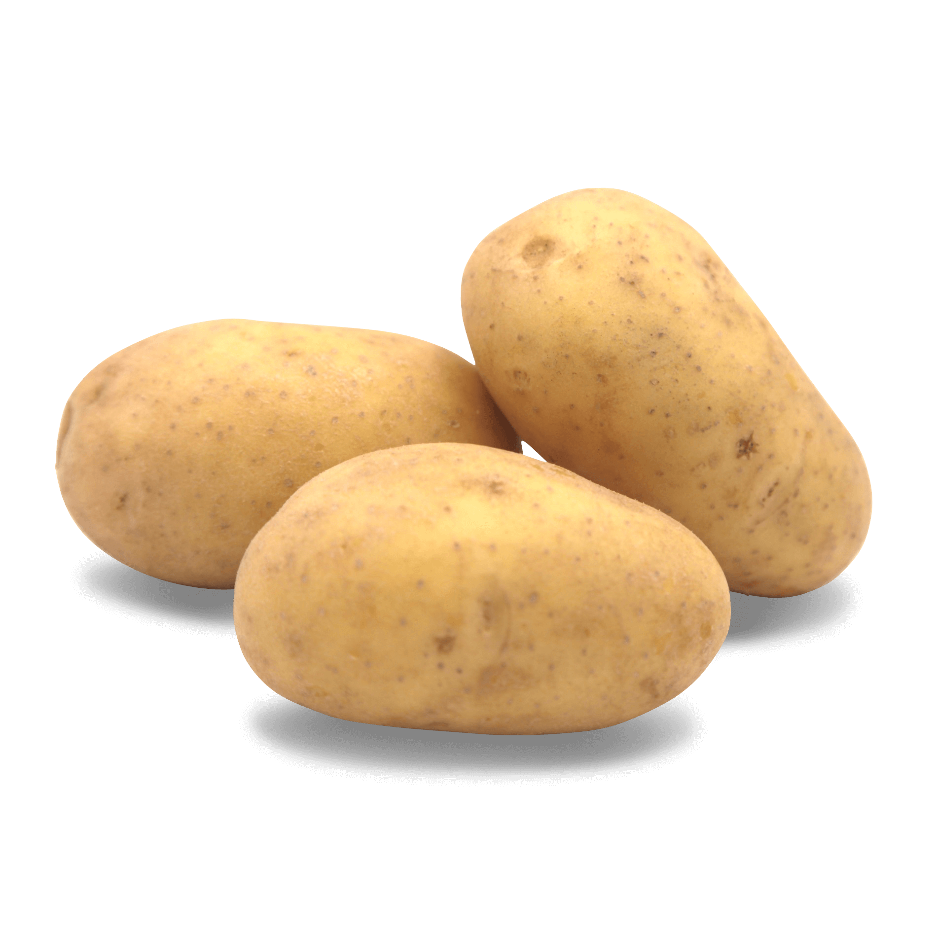 Kartoffel 'Lilly' (mehligkochend)