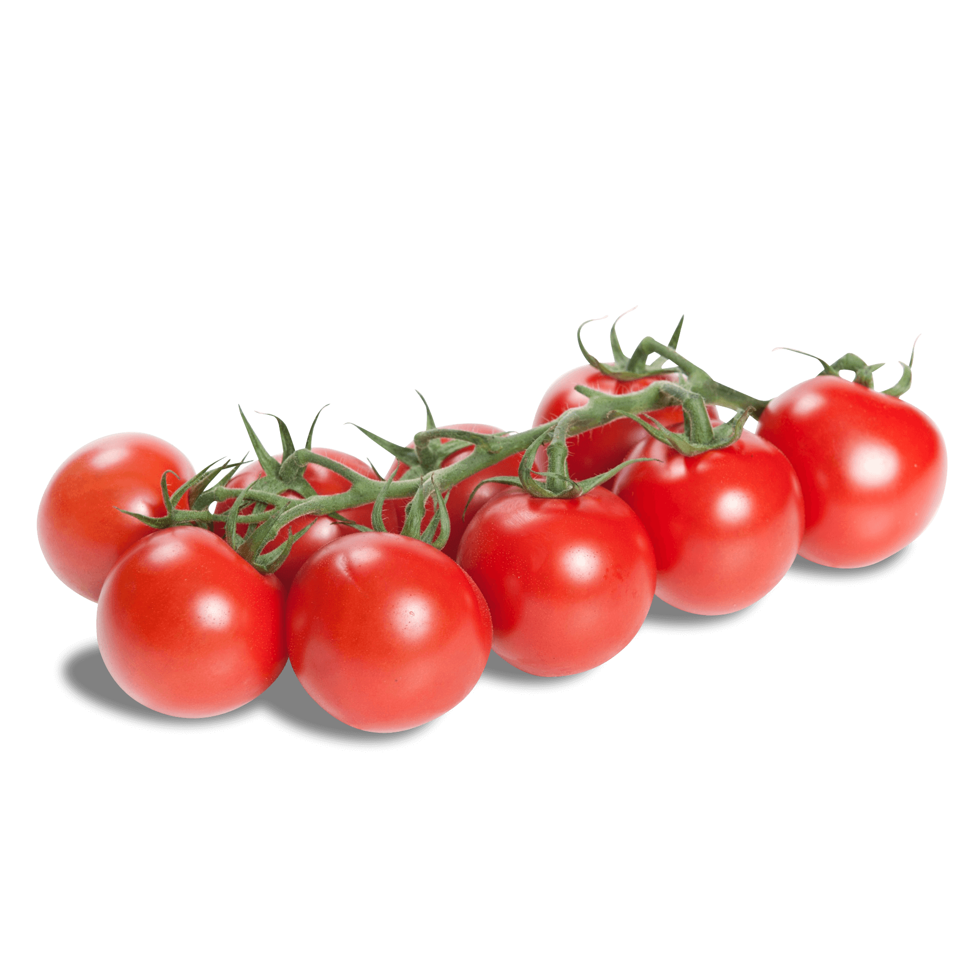 Tomaten 'Rote Perle' am Strauch