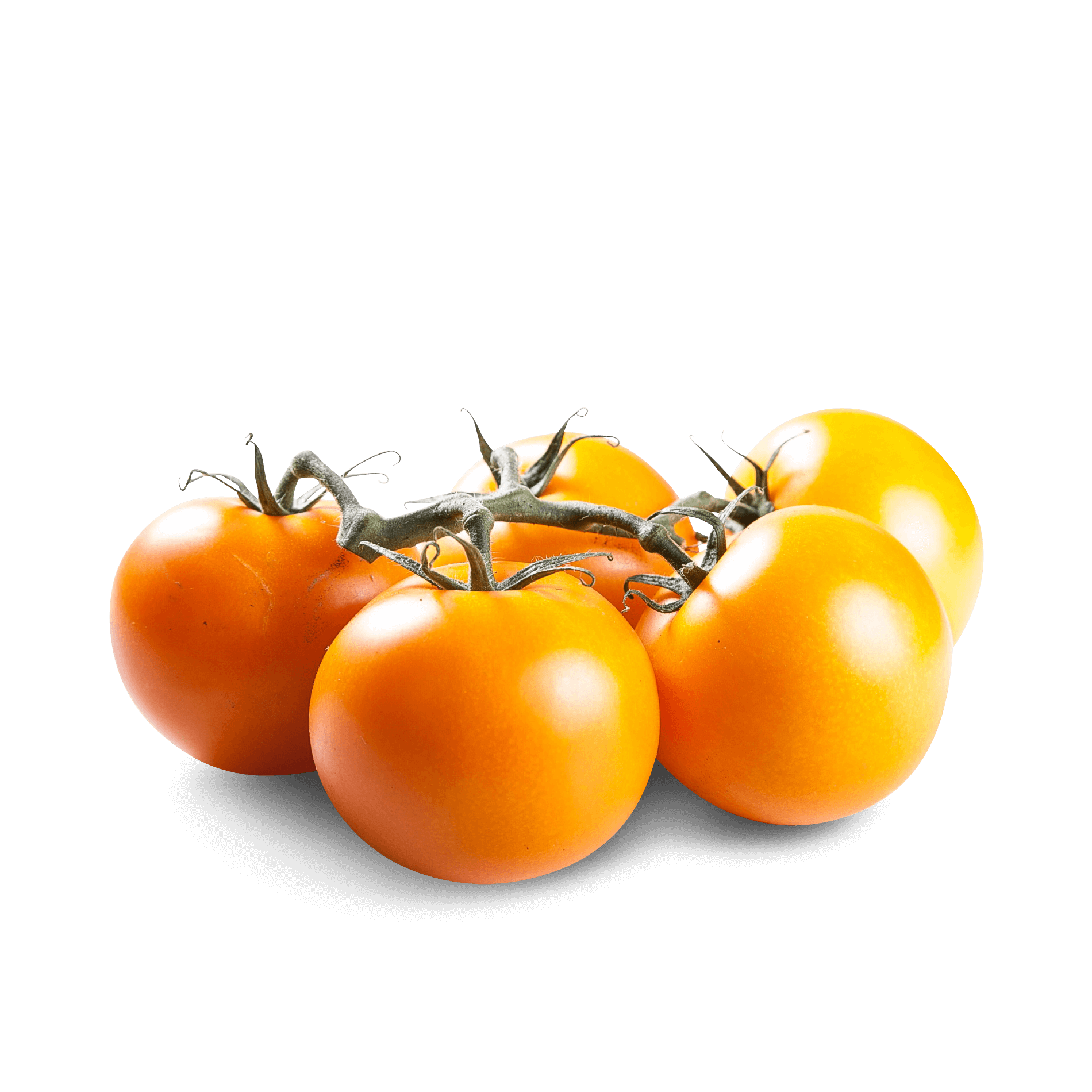 Orange Tomaten 'am Strauch'