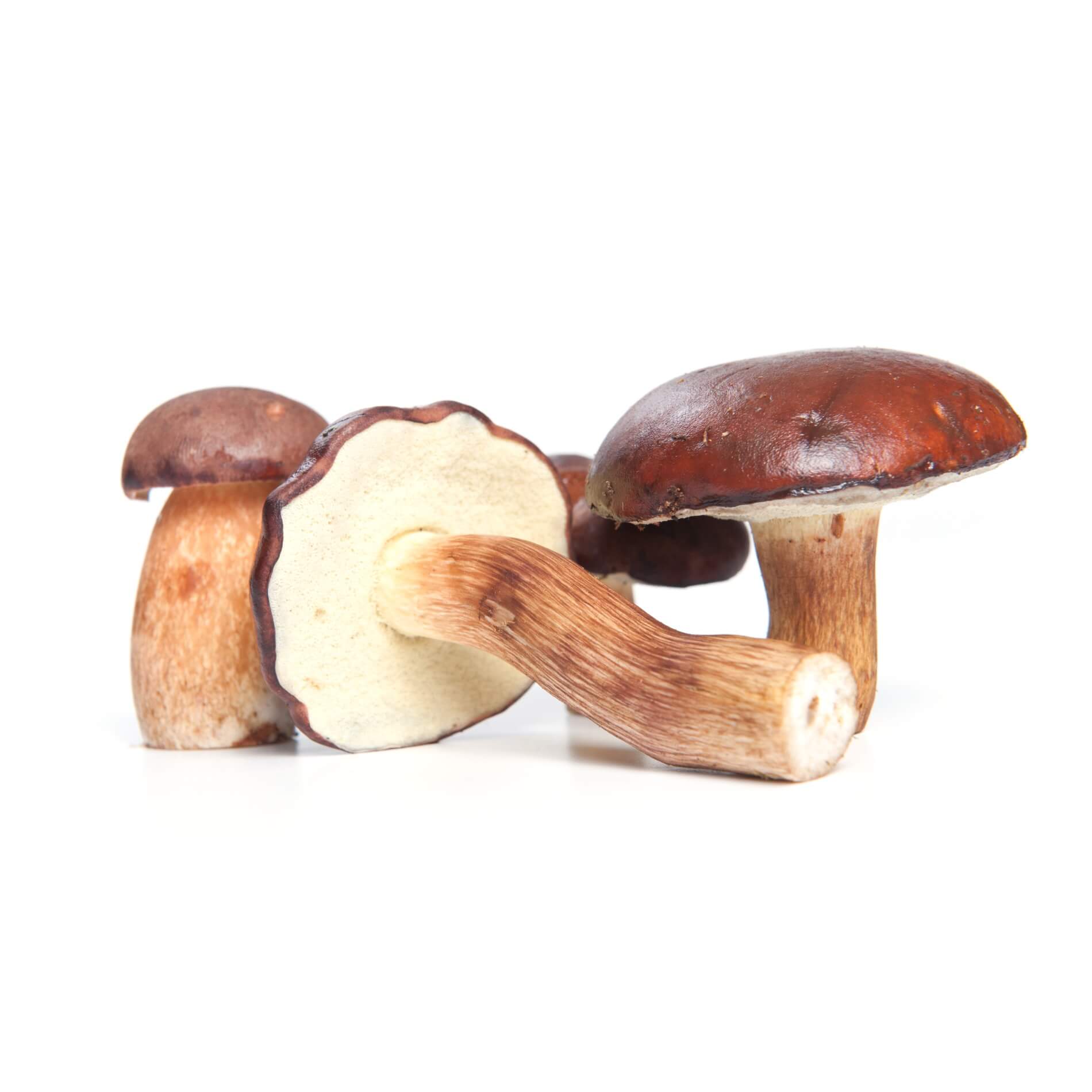 Pilze 'Maronen'