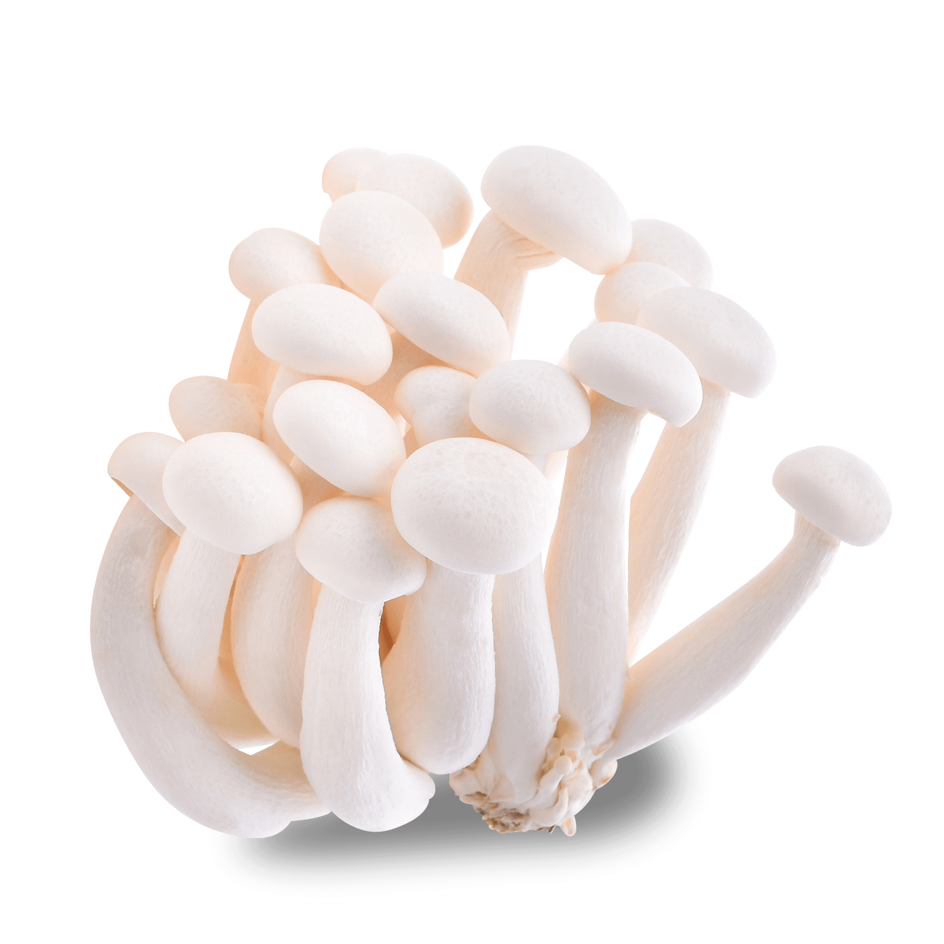 Pilze 'Weiße Buchenpilze'