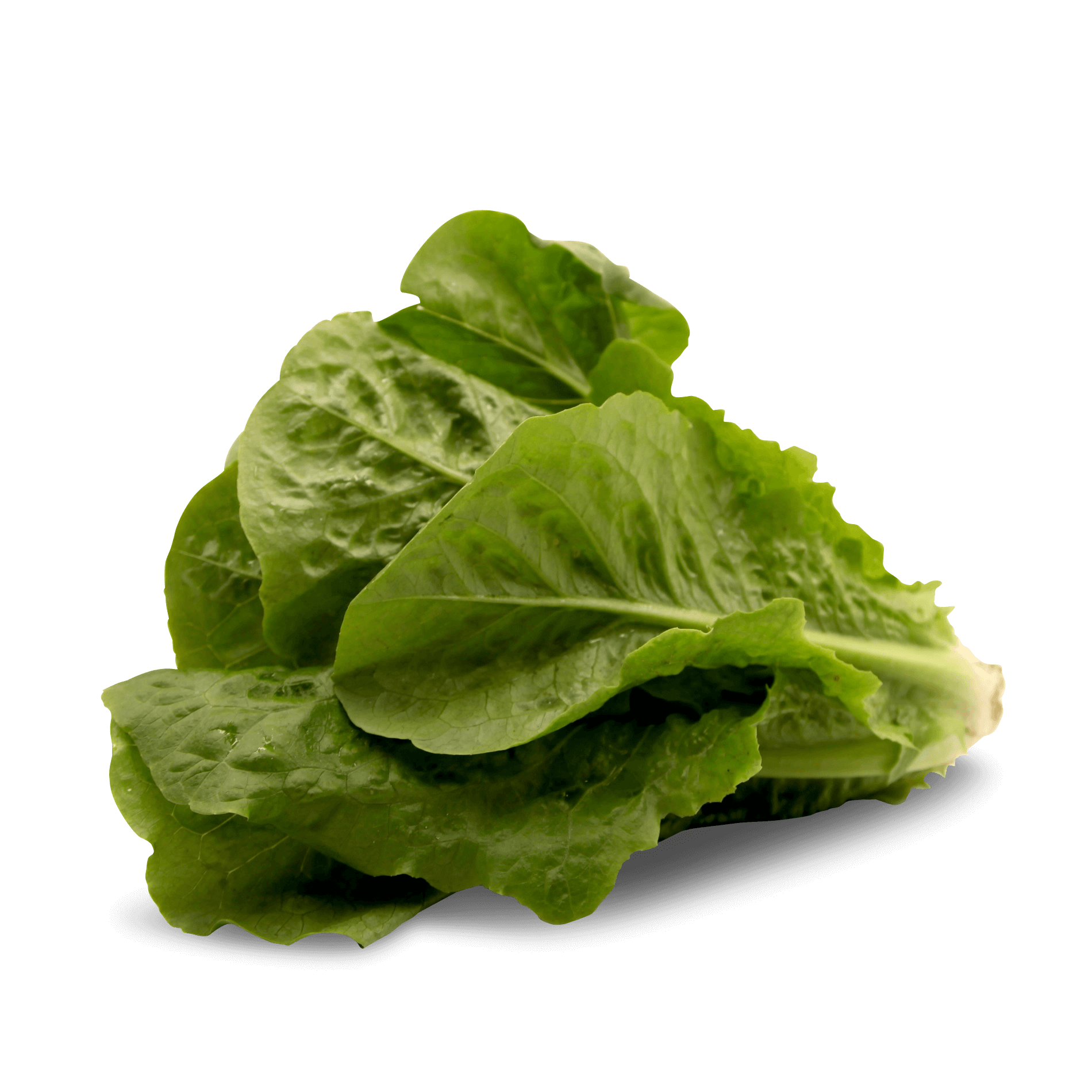 Salat 'Römer grün'