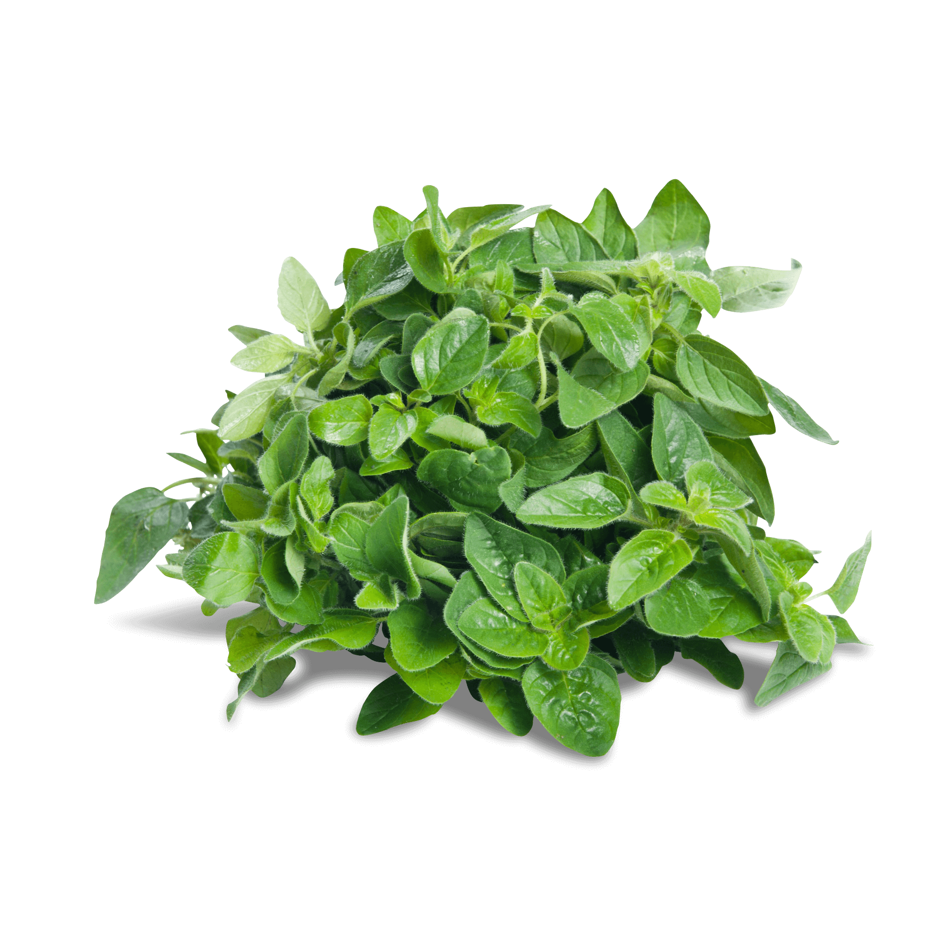 Oregano