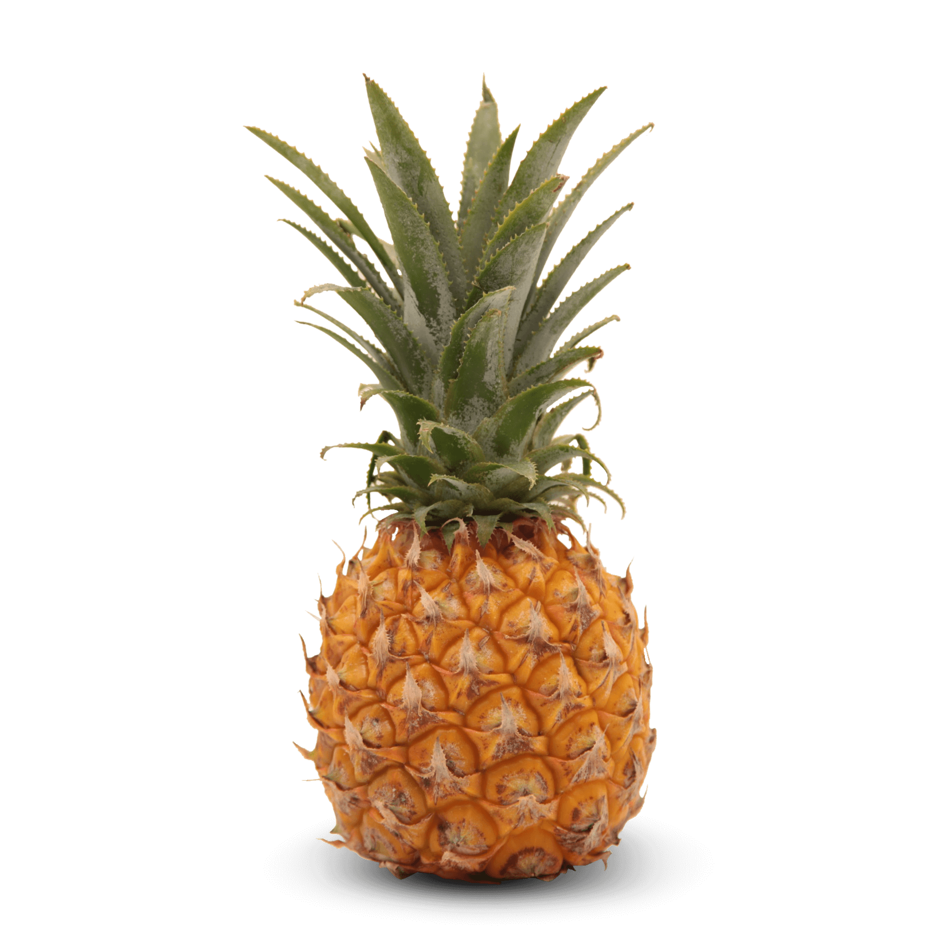 Ananas 'Mini'