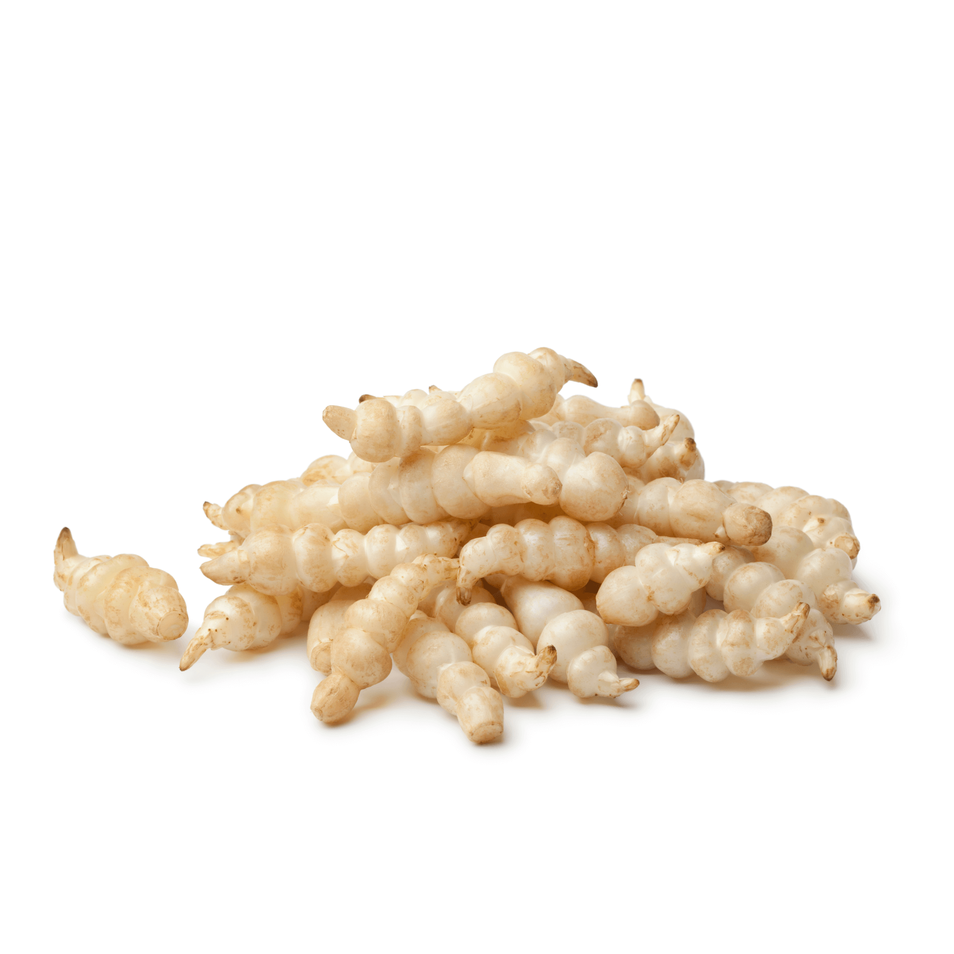 Knollenziest / Crosne