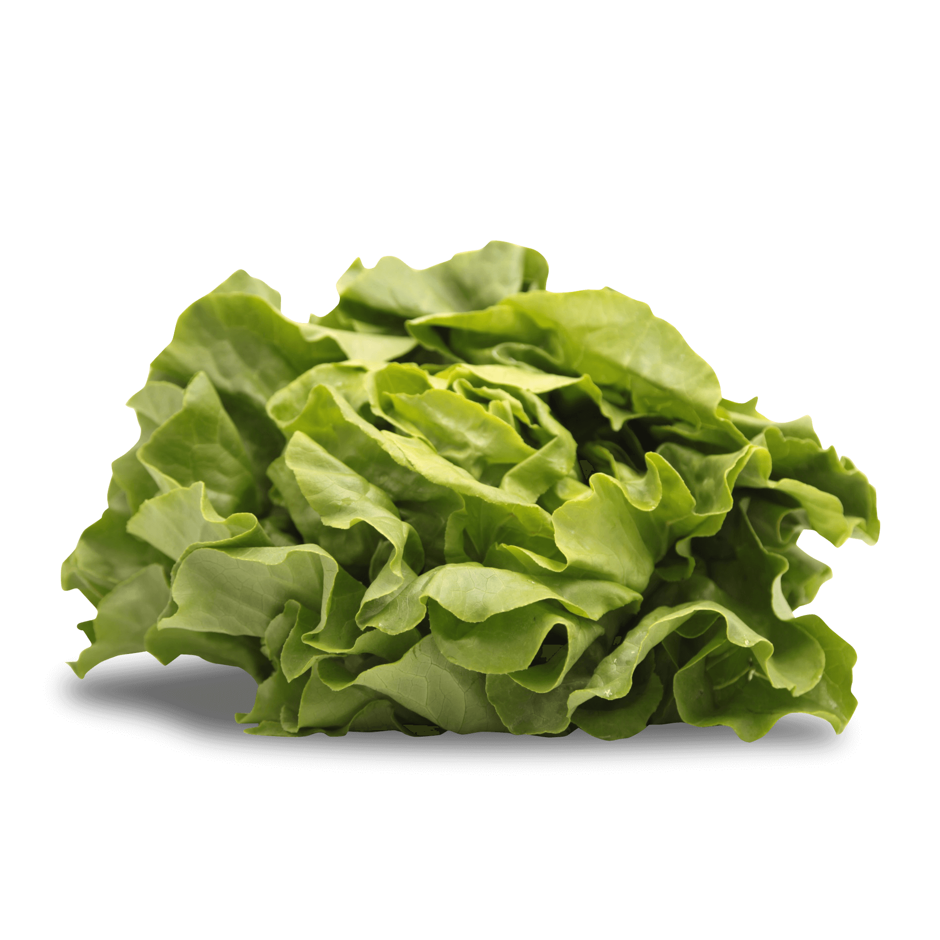Salat 'Kopfsalat grün'