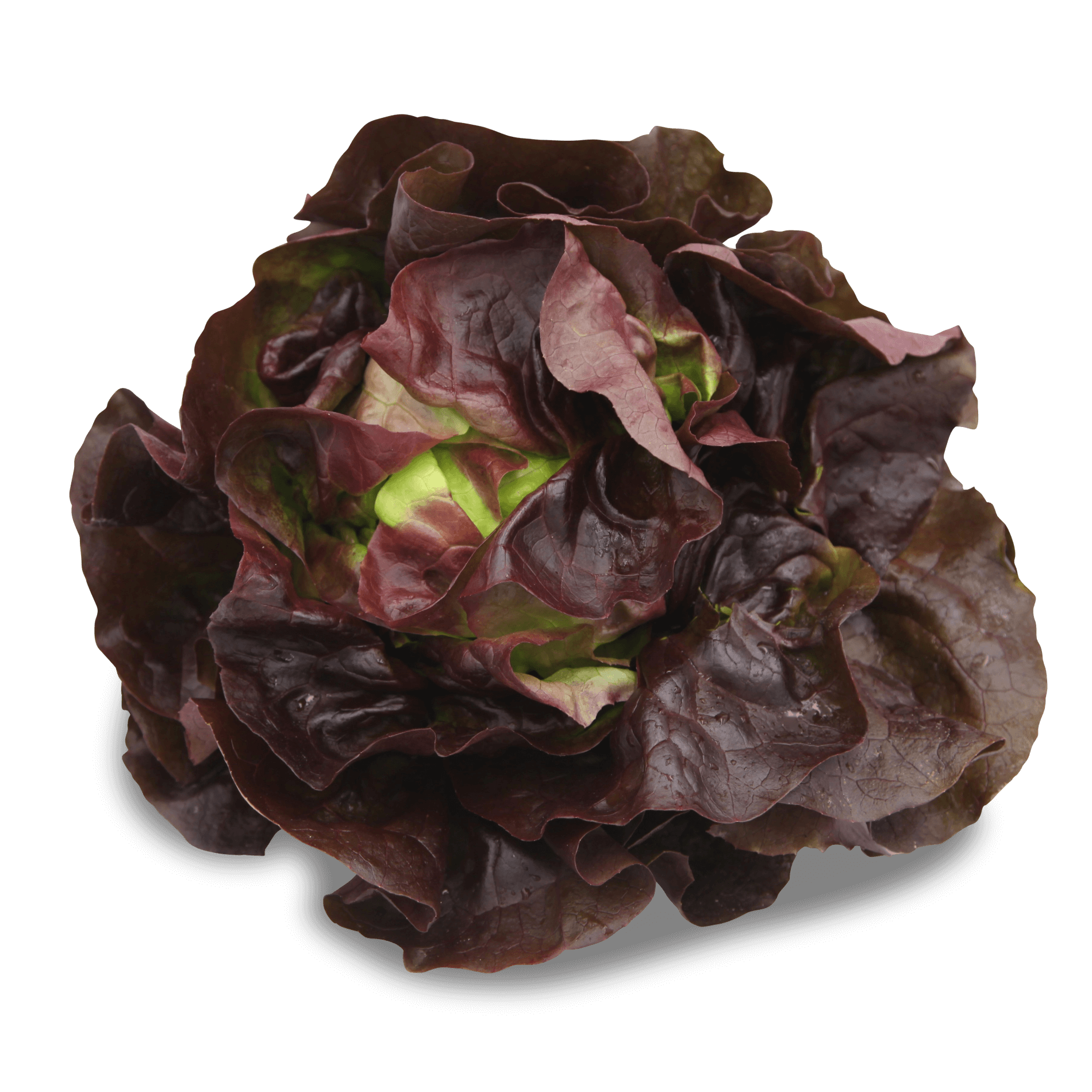 Salat 'Kopfsalat rot'