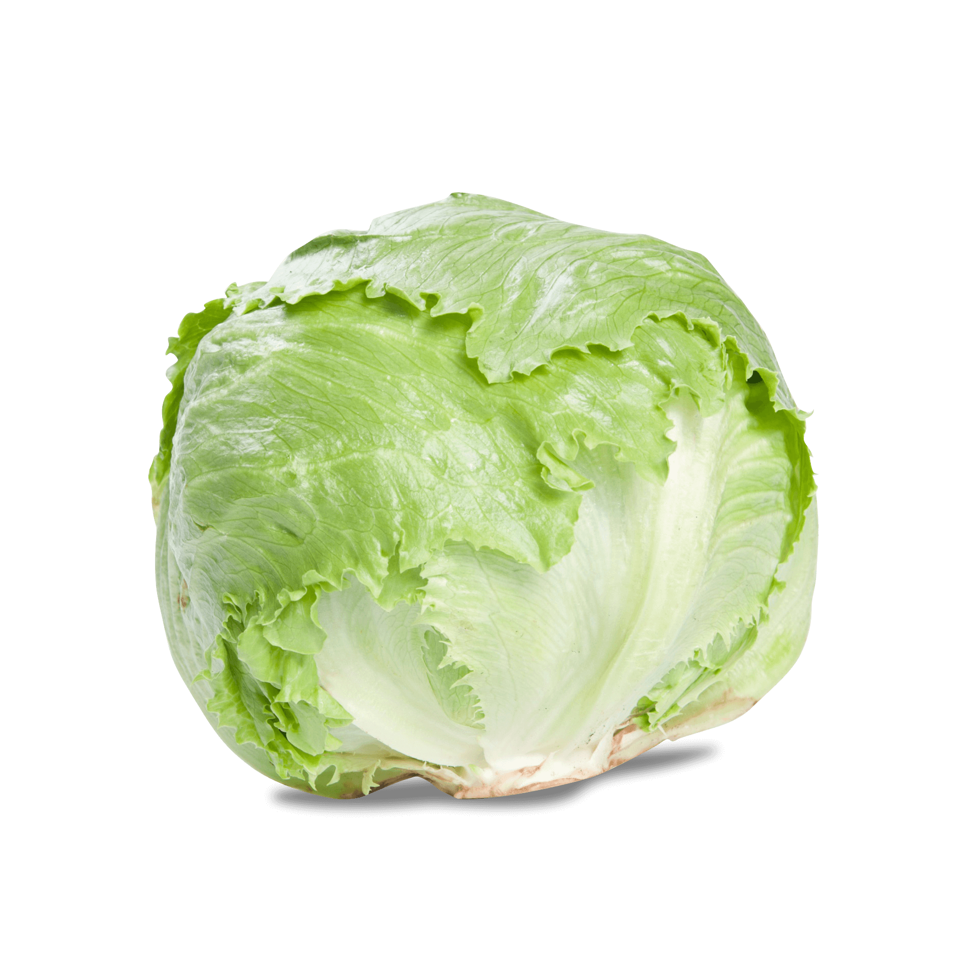 Salat 'Eisberg'