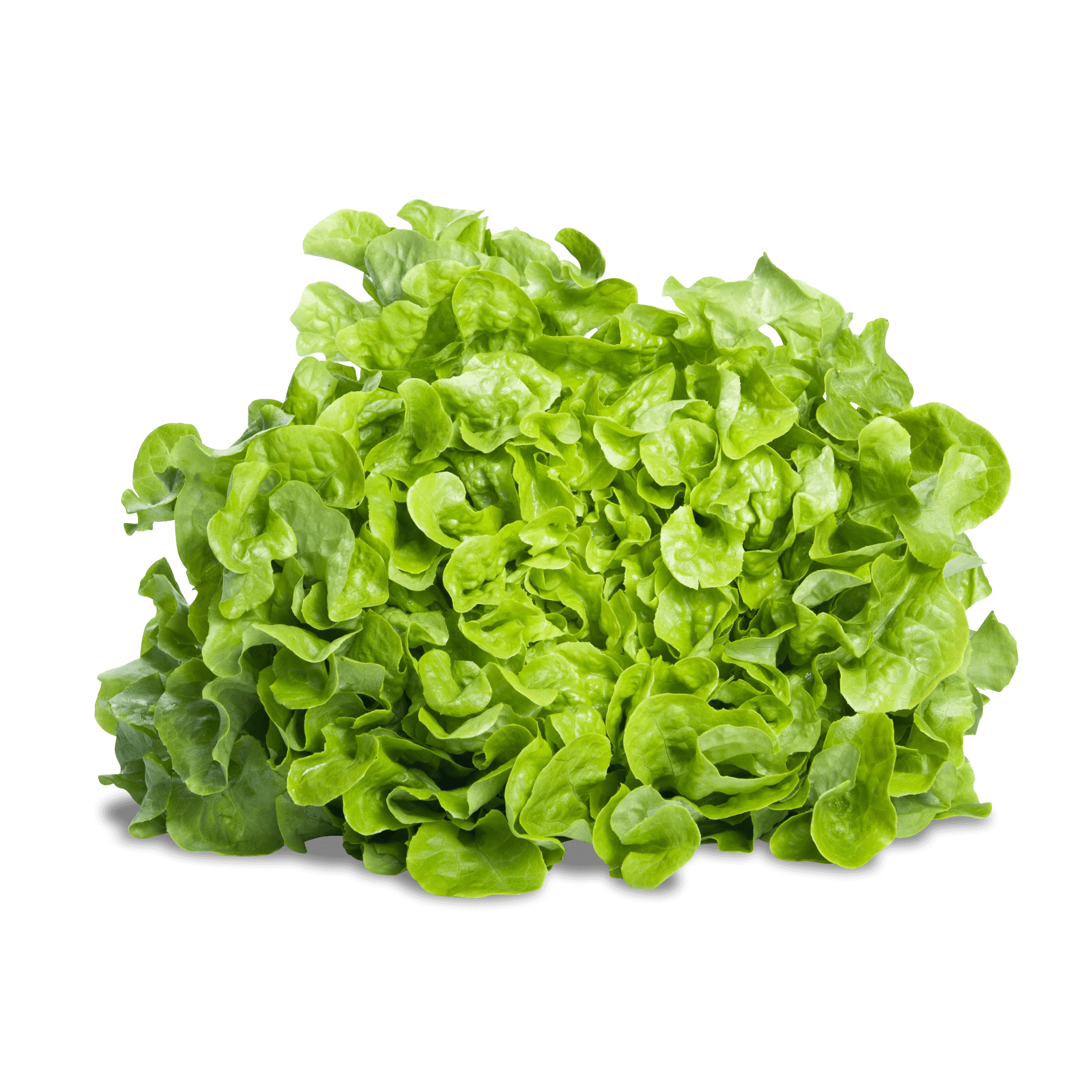 Salat 'Eichenlaub grün'