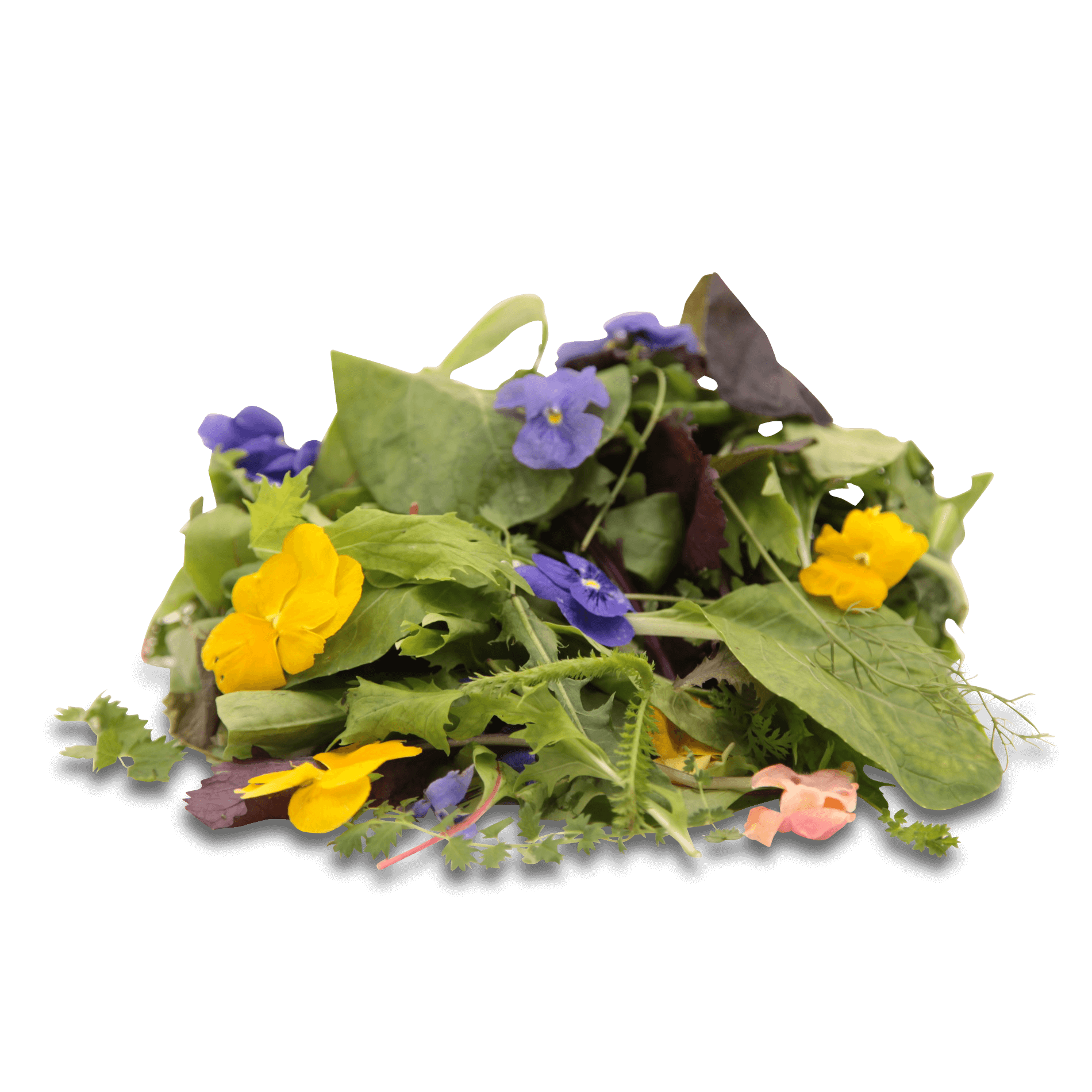 Wildkräutersalat 'mit Blüten'