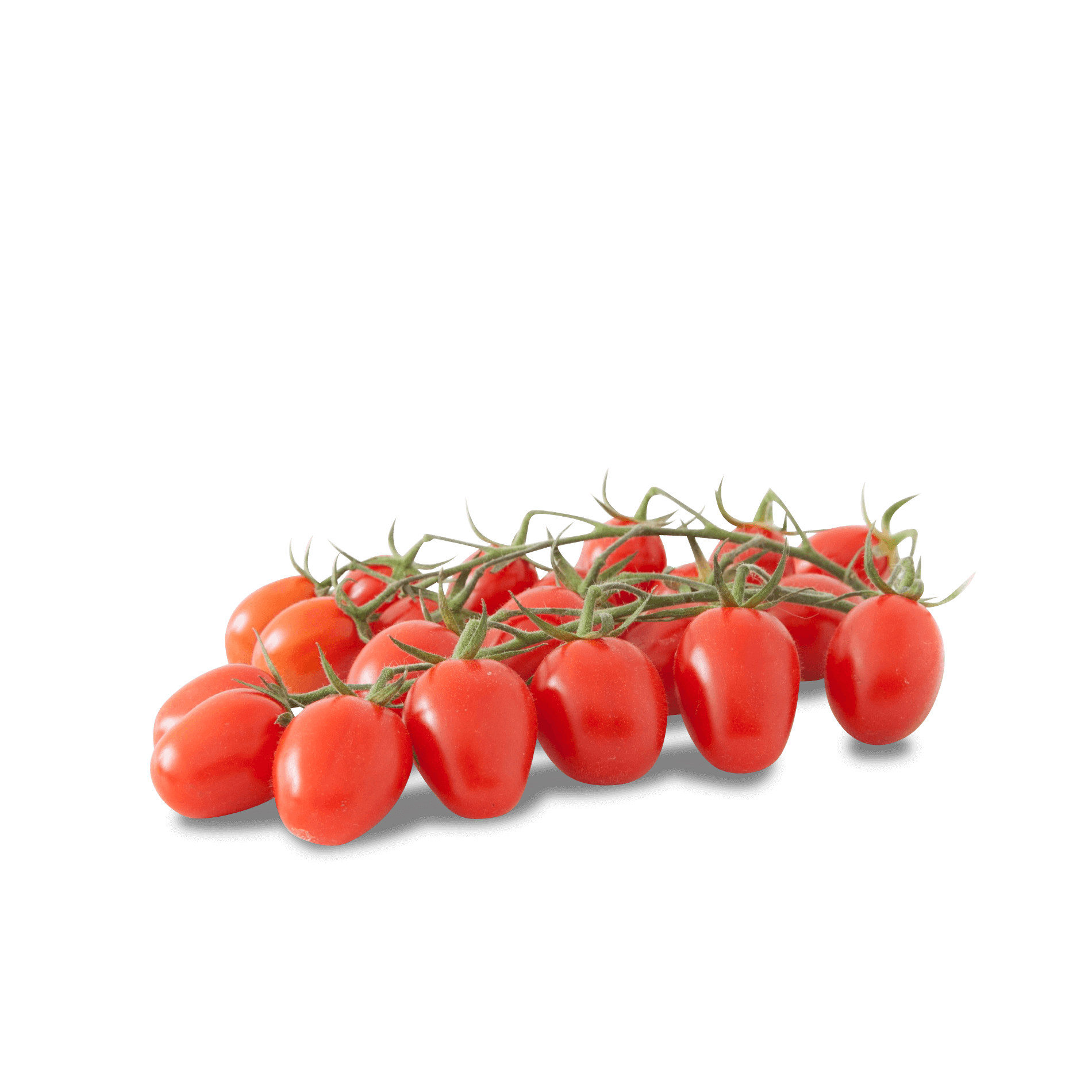 Tomaten 'Cherry Roma am Strauch'