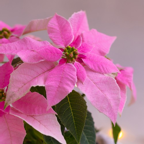 20 Servietten Pink floral - Pinker Weihnachtsstern 33x33cm