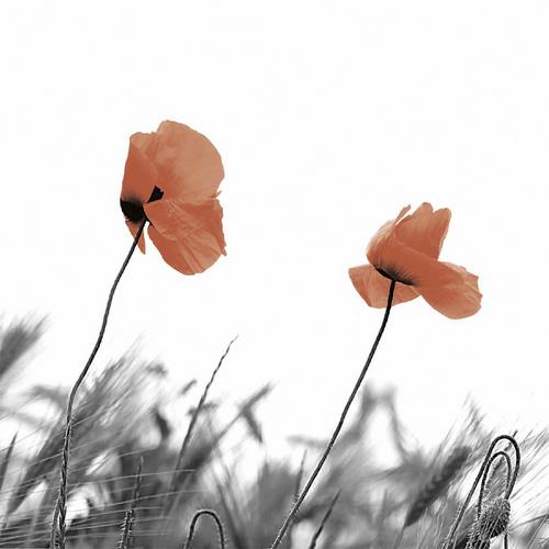 20 Servietten Two Poppies – Hervorstechender Mohn 33x33cm