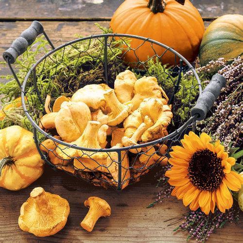 20 Servietten Chanterelles – Pilze und Kürbisse sammeln 33x33cm