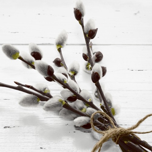 20 Servietten Wild Willow - Natürliche Weidenkätzchen 33x33cm