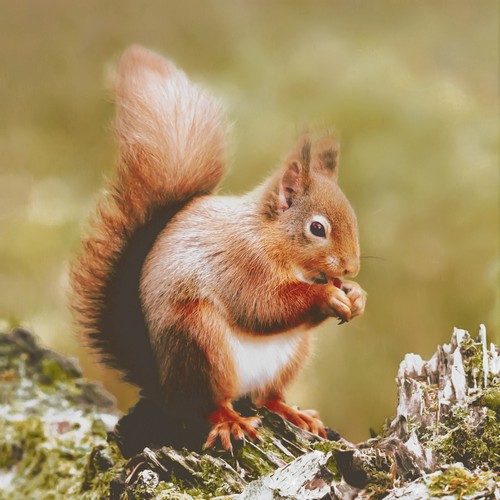 20 Servietten Woodland squirrel - Eichhörnchen aus der Natur 33x33cm