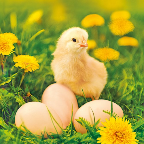 20 Servietten Chicken with eggs on Dandelions Meadow - Küken an Eier und Löwenzahn 33x33cm