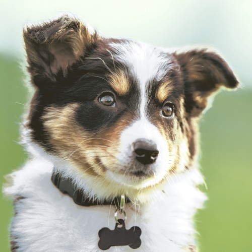 20 Servietten Sweet Dog - Niedlicher Hund 33x33cm
