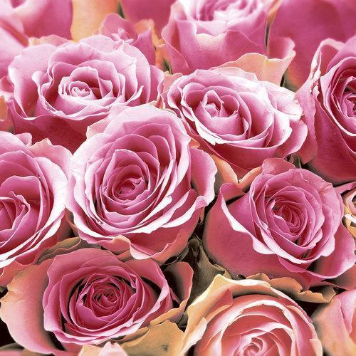 20 Cocktailservietten Pink Roses 24x24cm