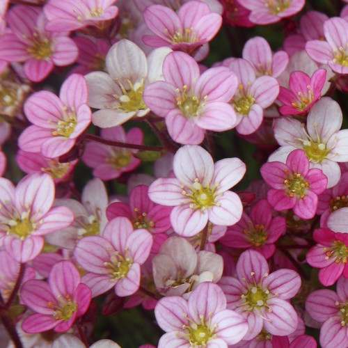 20 Servietten Floral harmony - Zarte rosa Blüten 33x33cm