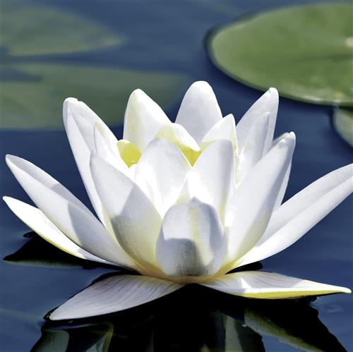 20 Servietten Water Lily - Wasserlilie 33x33cm