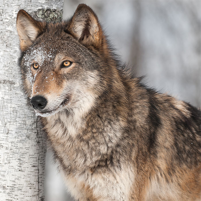 20 Servietten Winter Wolf - Wolf an Birke 33x33cm
