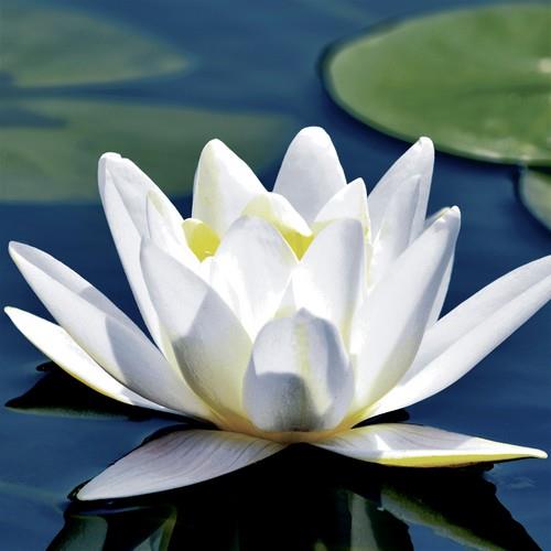 20 Servietten Water Lily - Wasserlilie 33x33cm