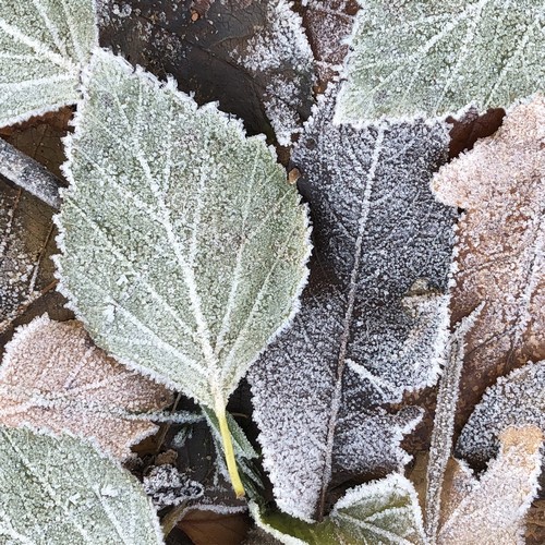 20 Servietten Winter leaves - Gefrorene Naturblätter 33x33cm