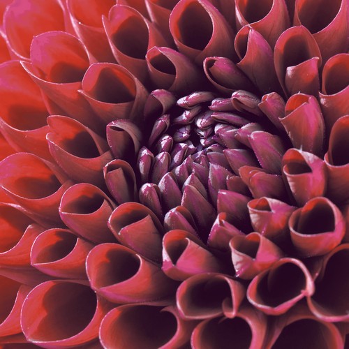 20 Servietten Dahlia delight - Pracht der Dahlien 33x33cm