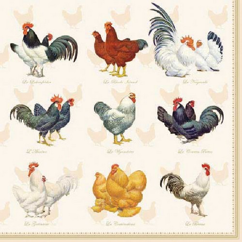 20 Servietten Wyandotte cream - Hühnerarten 33x33cm