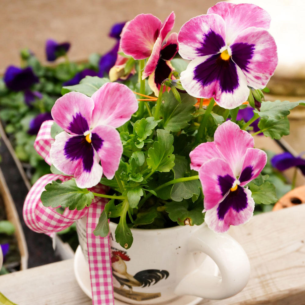 20 Servietten Pansy Cup - Gepflanzte Stiefmütterchen 33x33cm